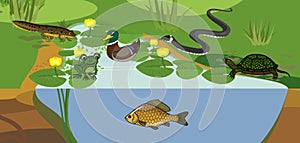 Pond biotope with different animals bird, reptile, fish, amphibians photo